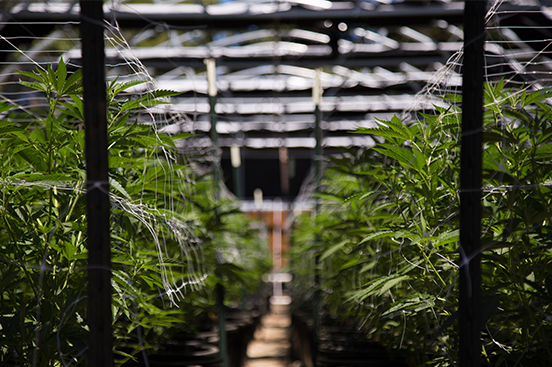 Cannabis security in Visalia, CA by Security First Alarm King